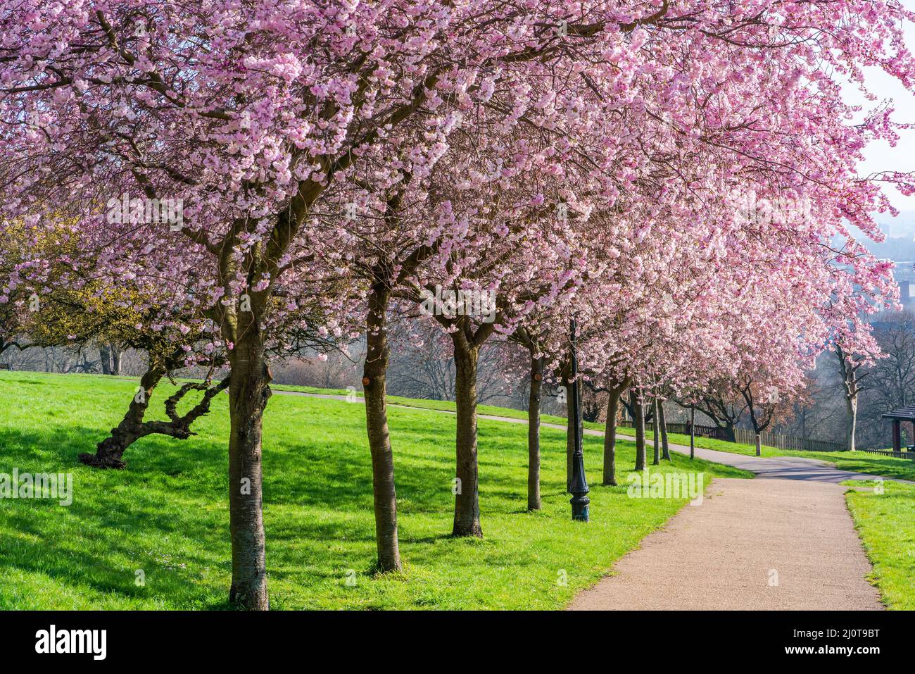 Cerisiers en fleurs à Alexandra Park, Londres, Royaume-Uni. Mise au point sélective Banque D'Images