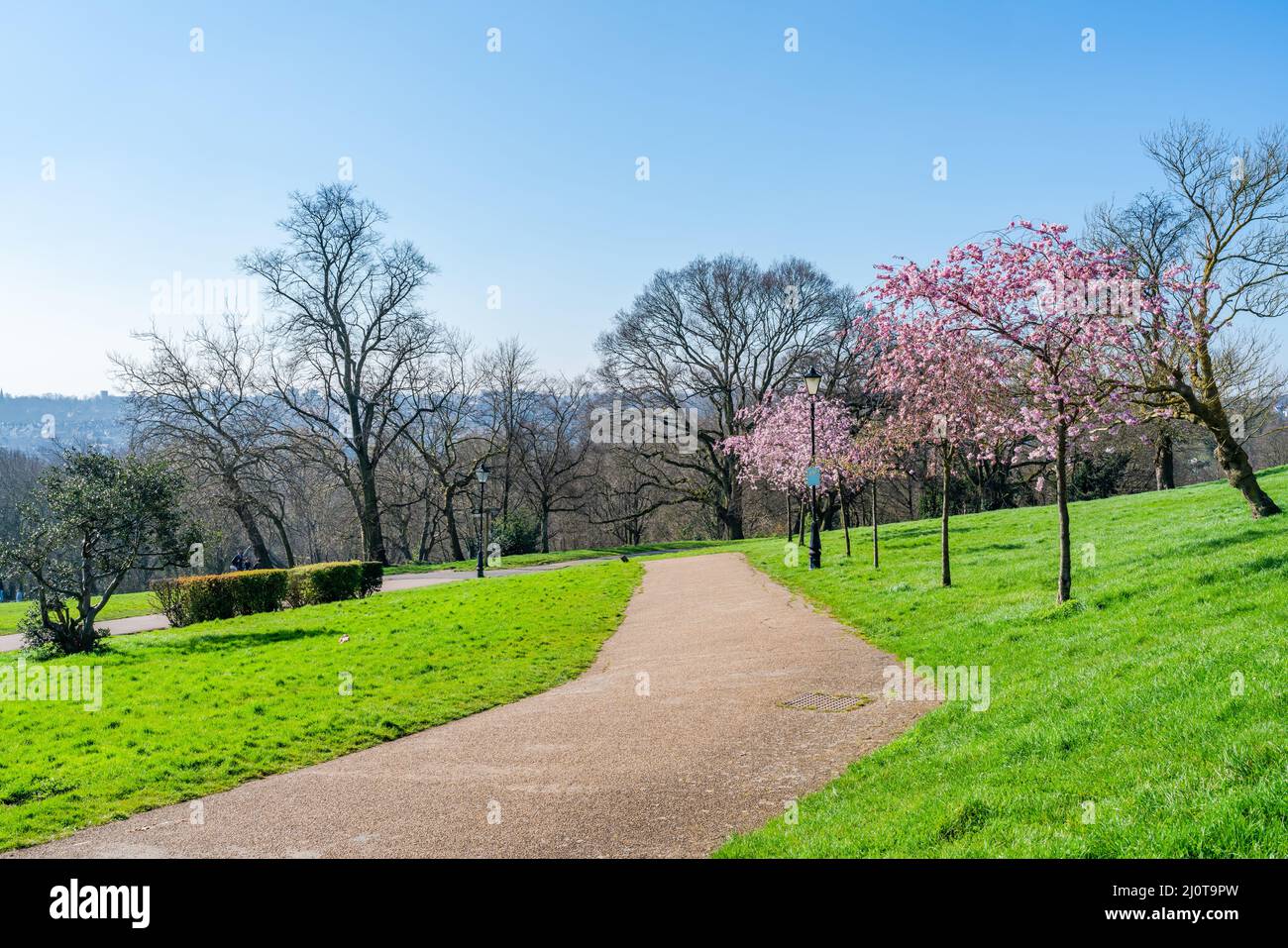 LONDRES, Royaume-Uni - 19 MARS 2022 : cerisiers en fleurs à Alexandra Park, Banque D'Images