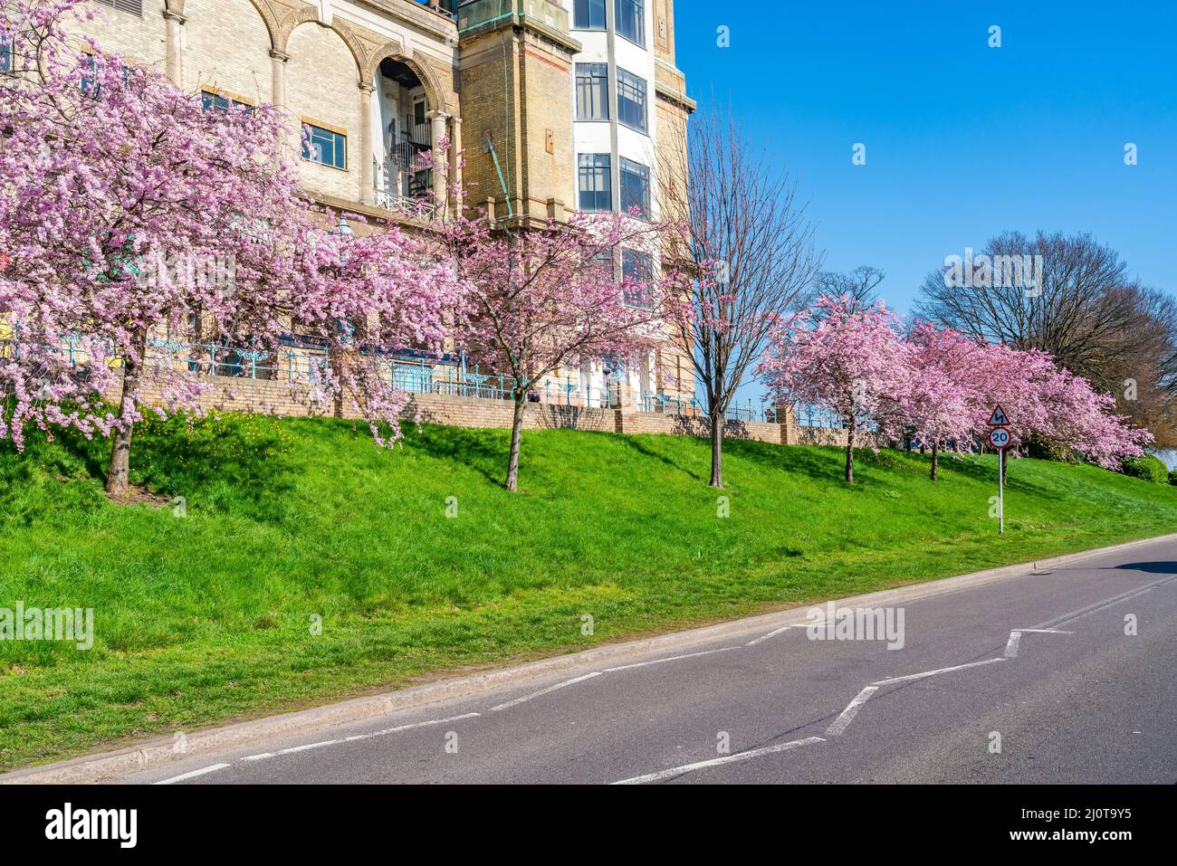 Cerisiers en fleurs à Alexandra Park, Londres, Royaume-Uni Banque D'Images