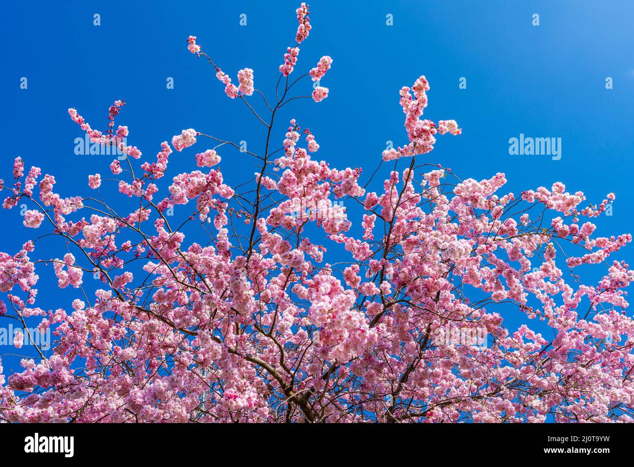 Les cerisiers fleurissent dans le ciel bleu d'Alexandra Park, Londres, Royaume-Uni Banque D'Images