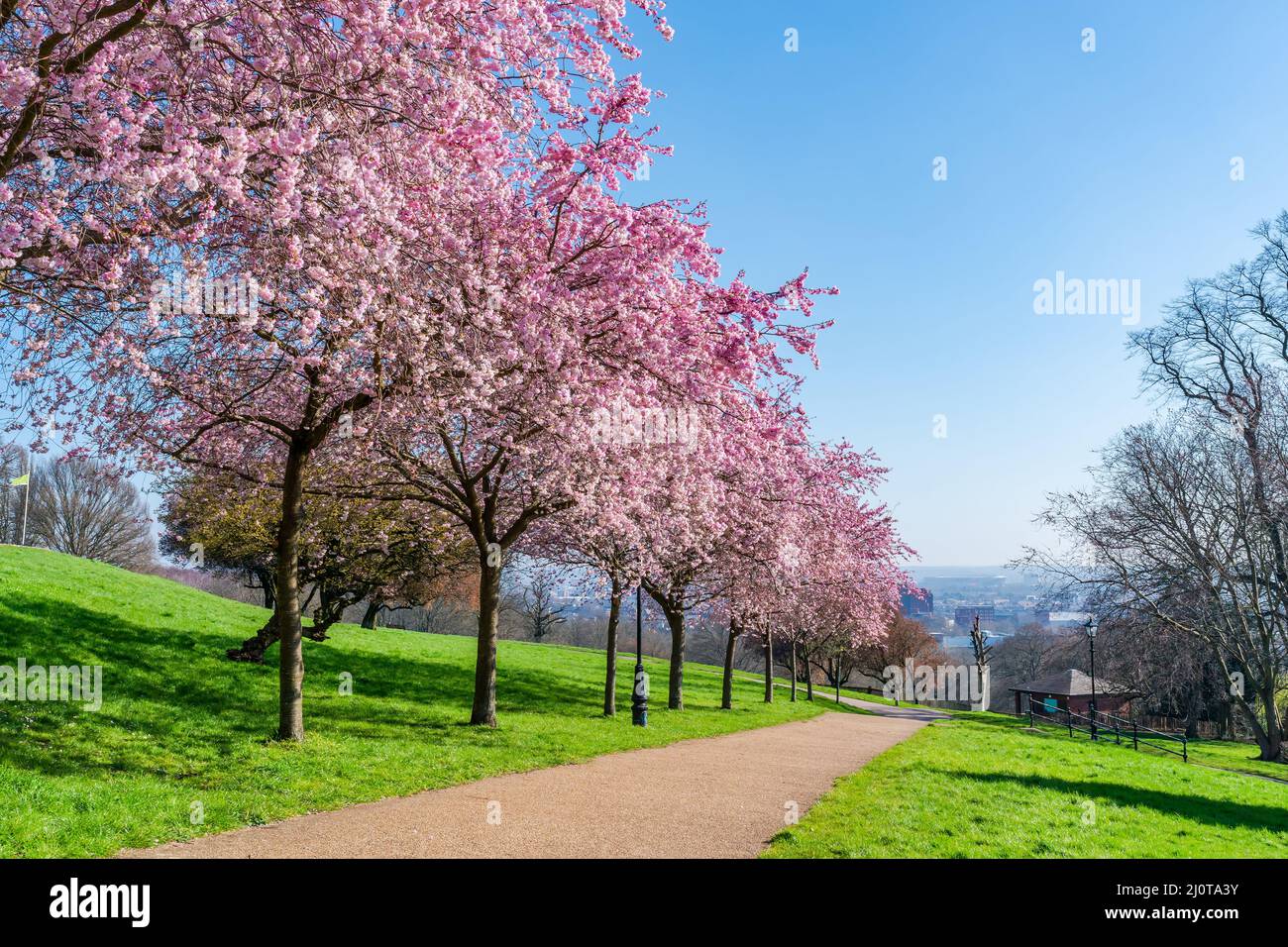 Cerisiers en fleurs à Alexandra Park, Londres, Royaume-Uni. Mise au point sélective Banque D'Images