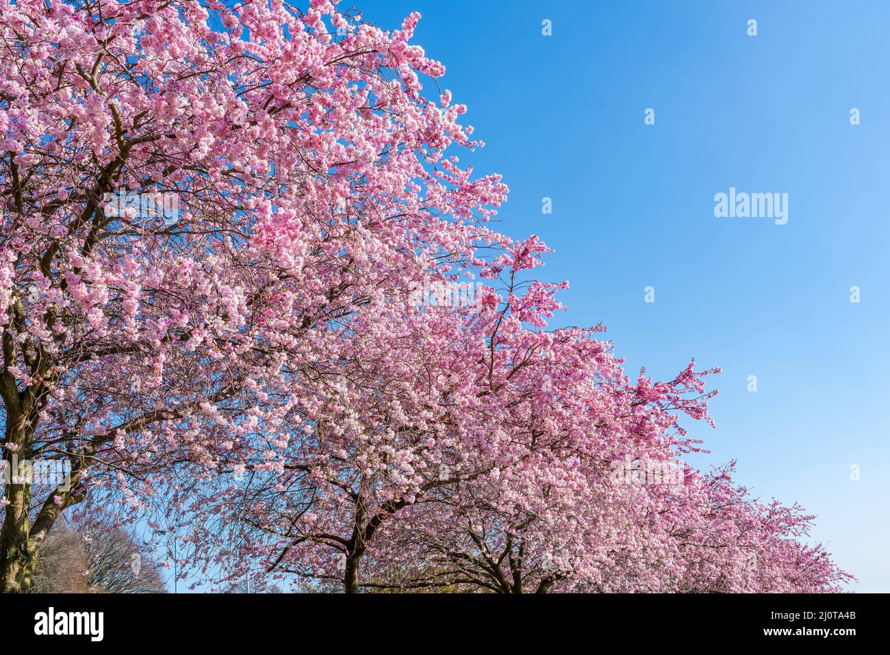 Cerisiers en fleurs à Alexandra Park, Londres, Royaume-Uni Banque D'Images