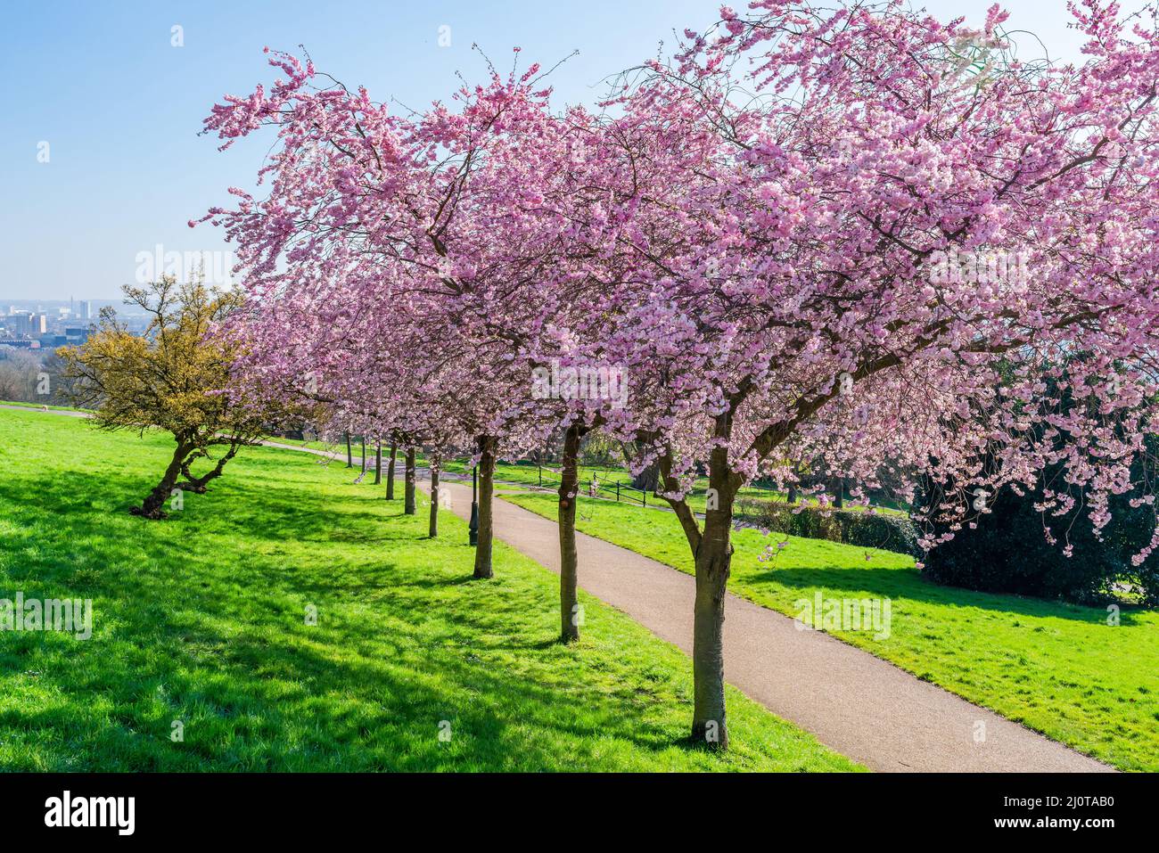 Cerisiers en fleurs à Alexandra Park, Londres, Royaume-Uni Banque D'Images