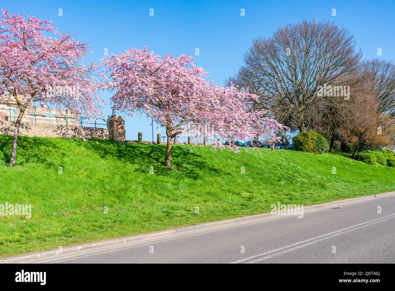 Cerisiers en fleurs à Alexandra Park, Londres, Royaume-Uni Banque D'Images