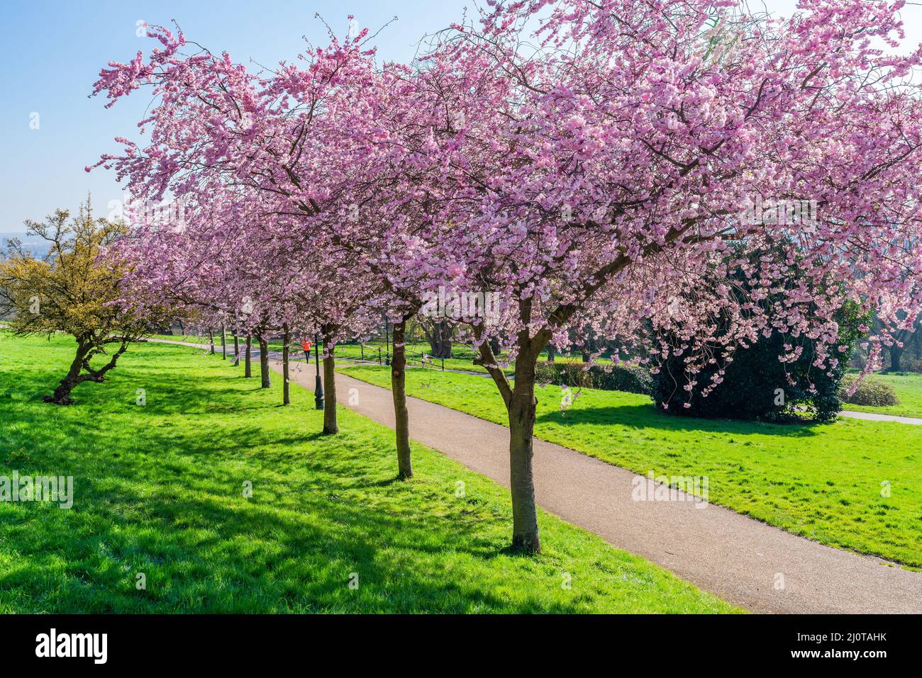 LONDRES, Royaume-Uni - 19 MARS 2022 : cerisiers en fleurs à Alexandra Park, Banque D'Images