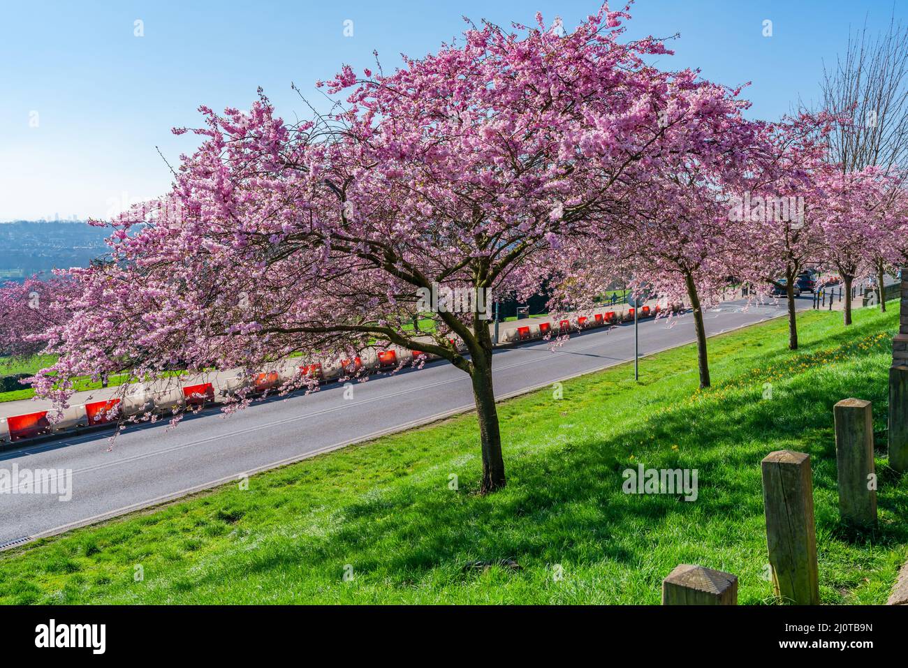 Cerisiers en fleurs à Alexandra Park, Londres, Royaume-Uni Banque D'Images