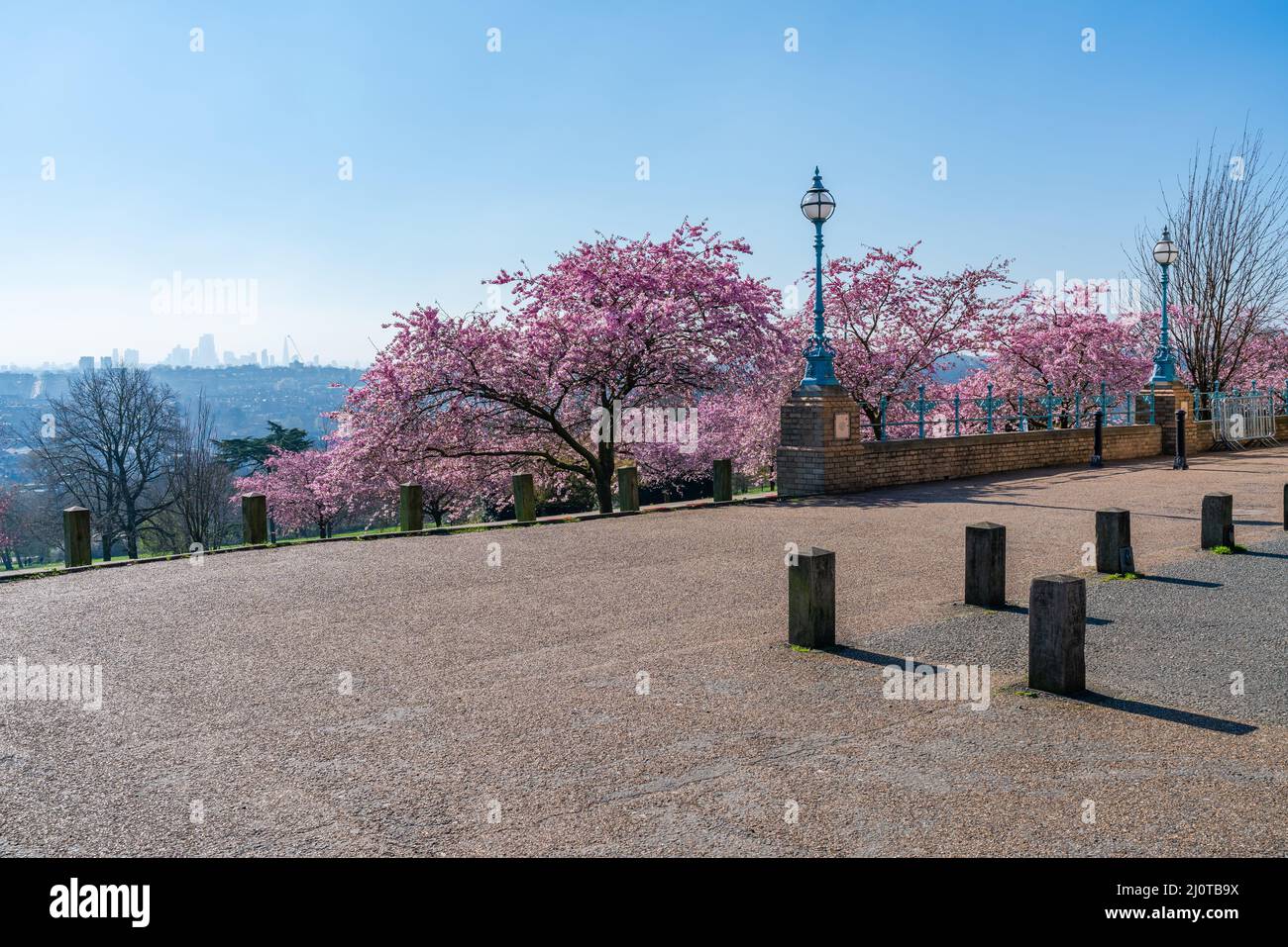 LONDRES, Royaume-Uni - 19 MARS 2022 : cerisiers en fleurs à Alexandra Park, Banque D'Images