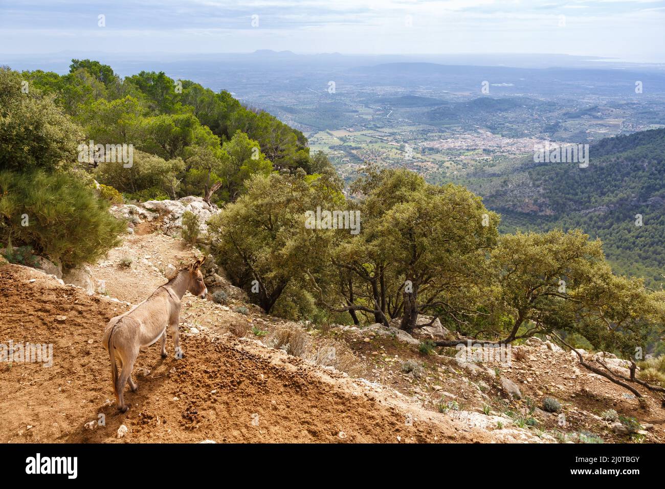 Âne avec paysage à Majorque au château de Castell d'Alaro vacances voyage en Espagne Banque D'Images