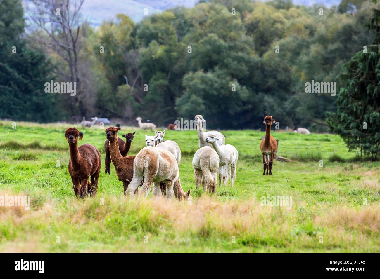 Les lamas blancs, gris et braun sont grisés Banque D'Images