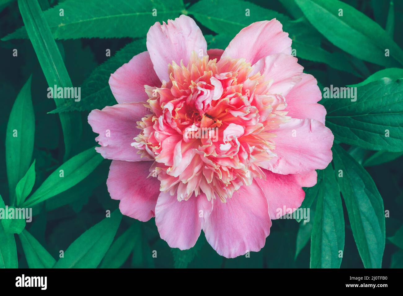 Fleur rose pivoine gros plan Banque D'Images