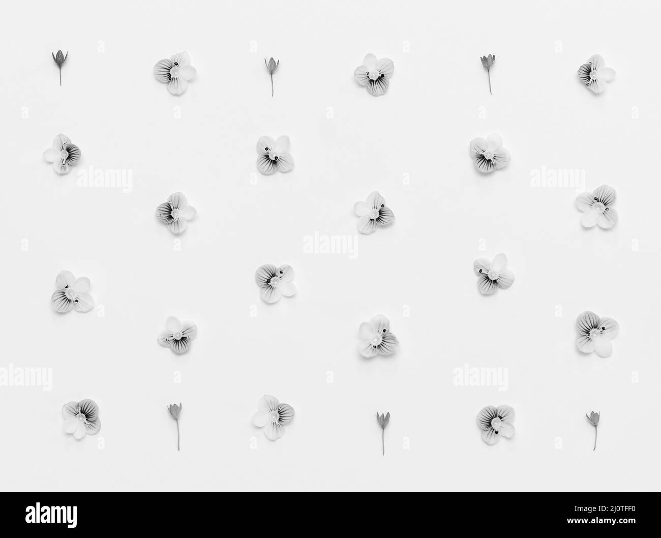 Motif floral sur fond blanc, photo en noir et blanc. Flat lay, vue de dessus Banque D'Images