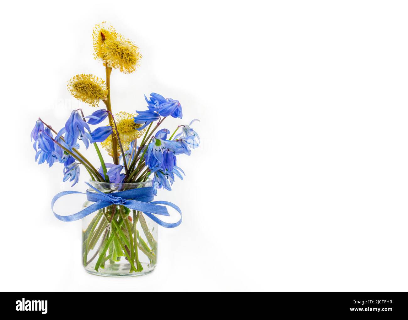 Bouquet de bluebell et un brin de saule à fleurs dans un pot en verre avec un noeud de ruban bleu sur fond blanc avec une copie s. Banque D'Images