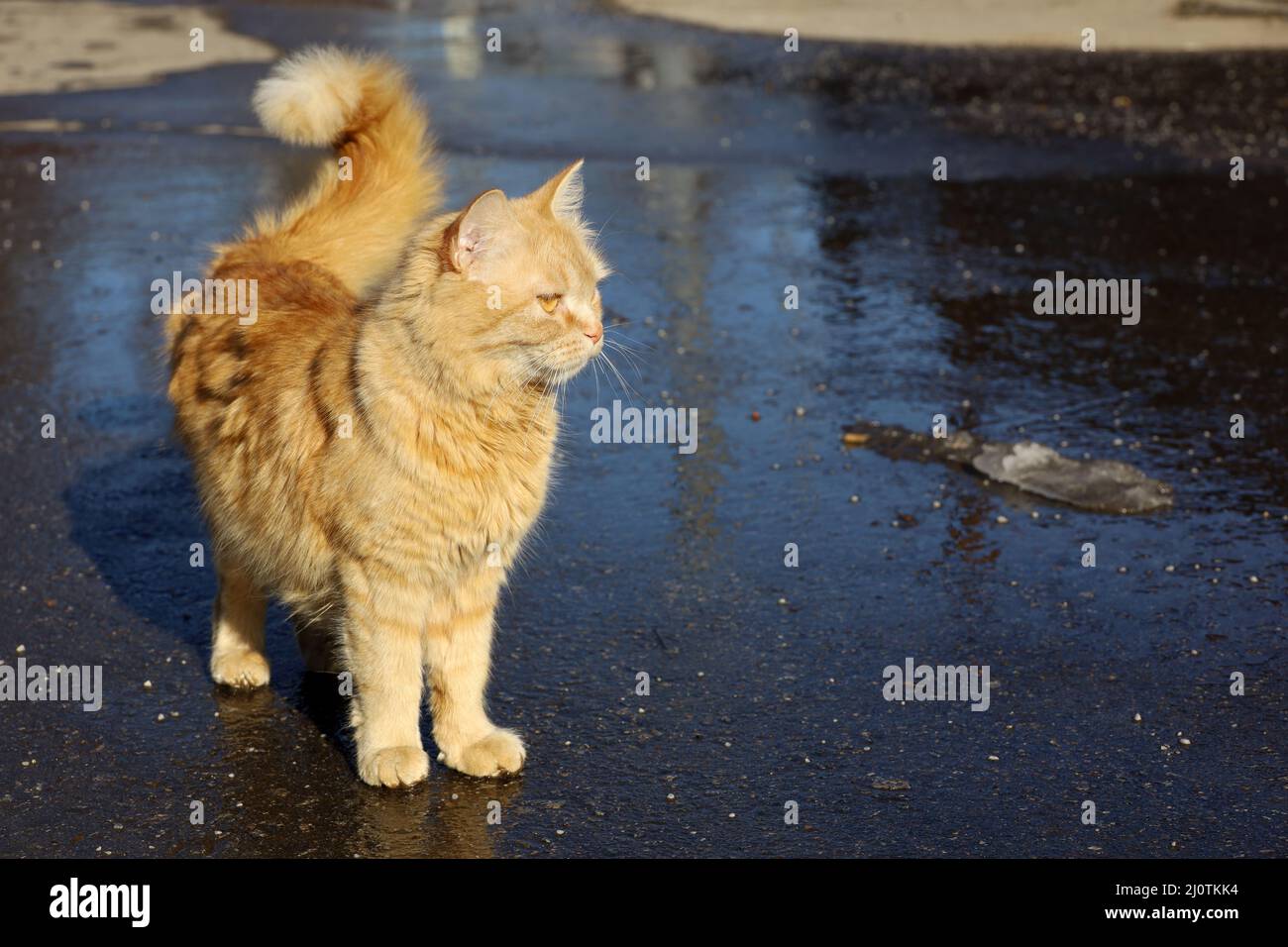 Chat rouge debout dans une rue. Temps printanier, fonte de neige sur asphalte mouillé Banque D'Images