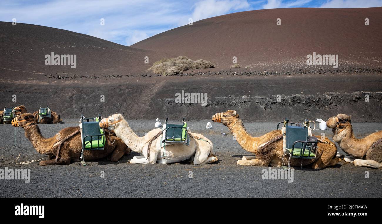 Groupe de chameaux assis attendant les touristes pour une promenade à dos de chameau à Lanzarote, Espagne, le 9 mars 2022 Banque D'Images