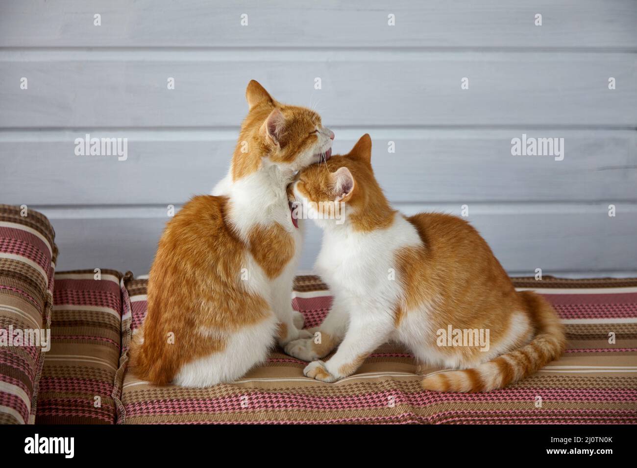 Deux chatons rouges se léchent les uns les autres sur les coussins rayés du canapé. Relation romantique et amicale Banque D'Images