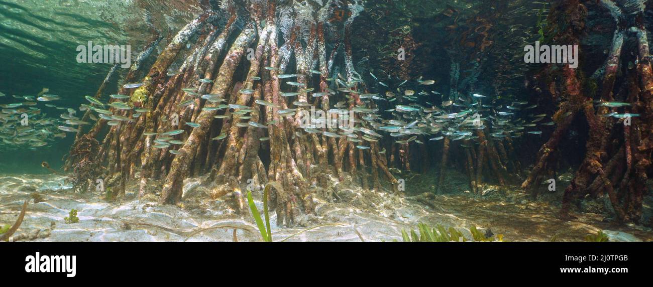 Racines de mangrove avec un haut de petits poissons sous-marins, Caraïbes Banque D'Images