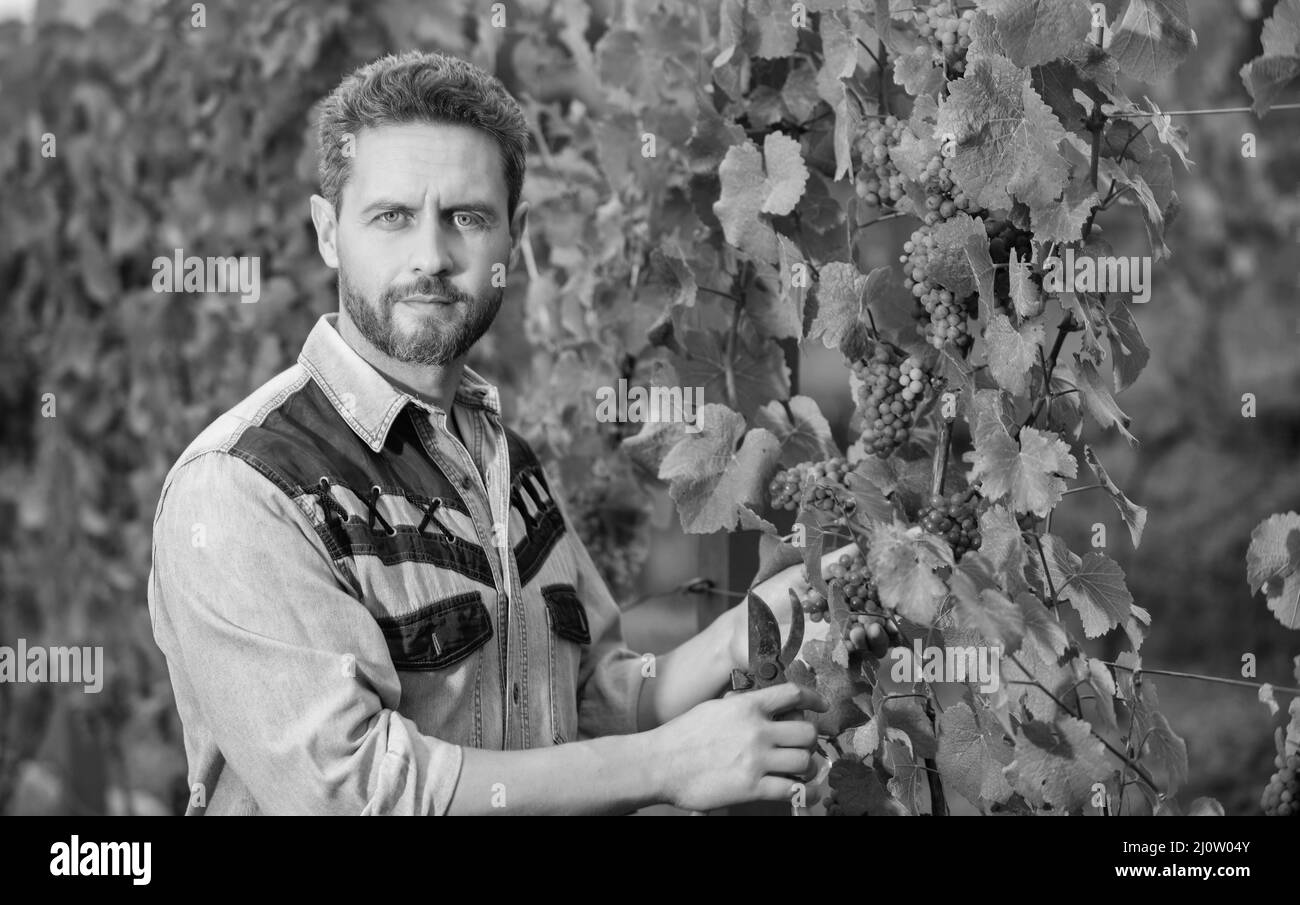 oenologue coupant la vigne avec des ciseaux de jardin, jardinage Banque D'Images