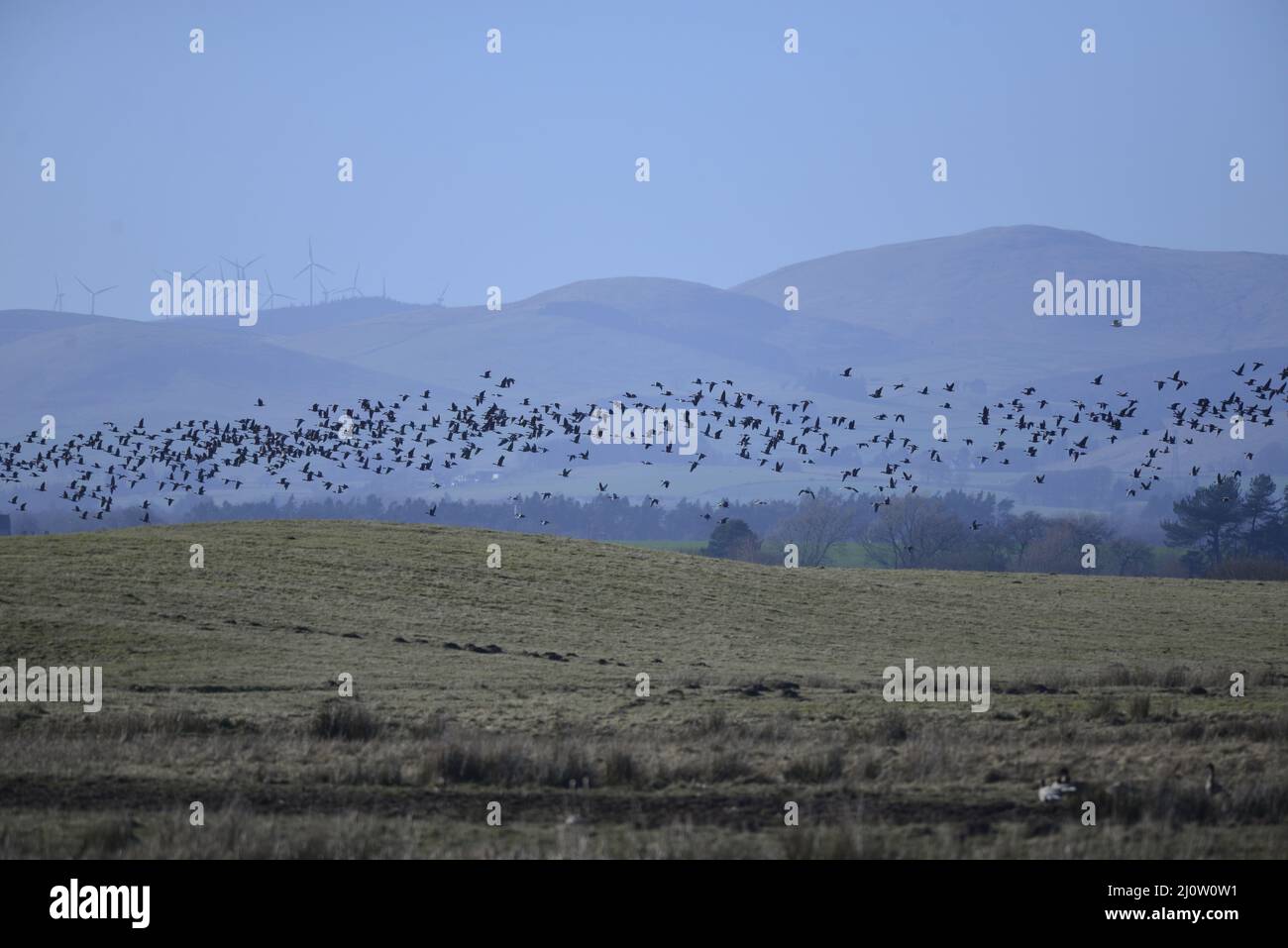 Oies au RSPB Loch Leven Anser brachyrhynchus Banque D'Images