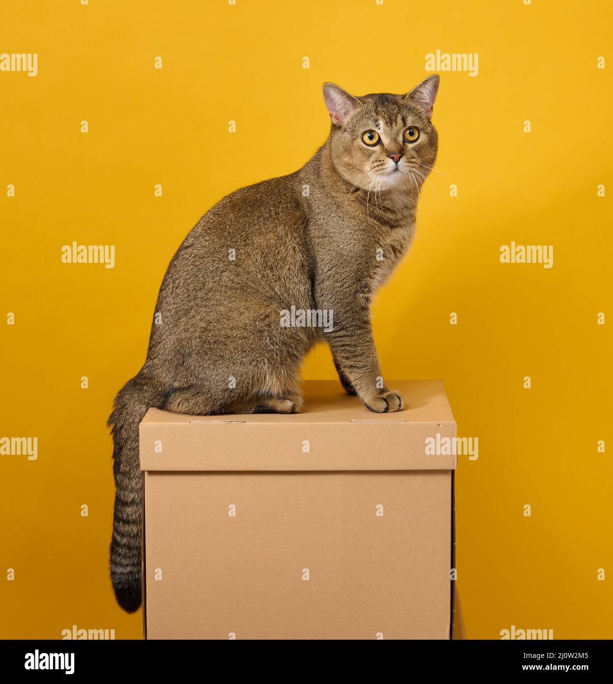 Le chat gris adulte, écossais à poil court, à pattes droites, est assis sur un fond jaune. L'animal est placé sur une boîte en carton marron Banque D'Images