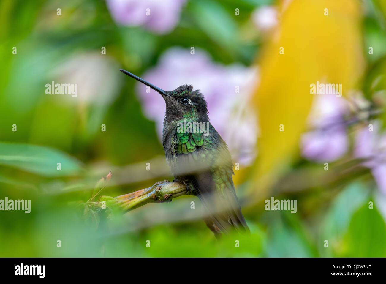 Colibri à tête violette (Klais guimeti), San Gerardo de Dota, Costa Rica. Banque D'Images