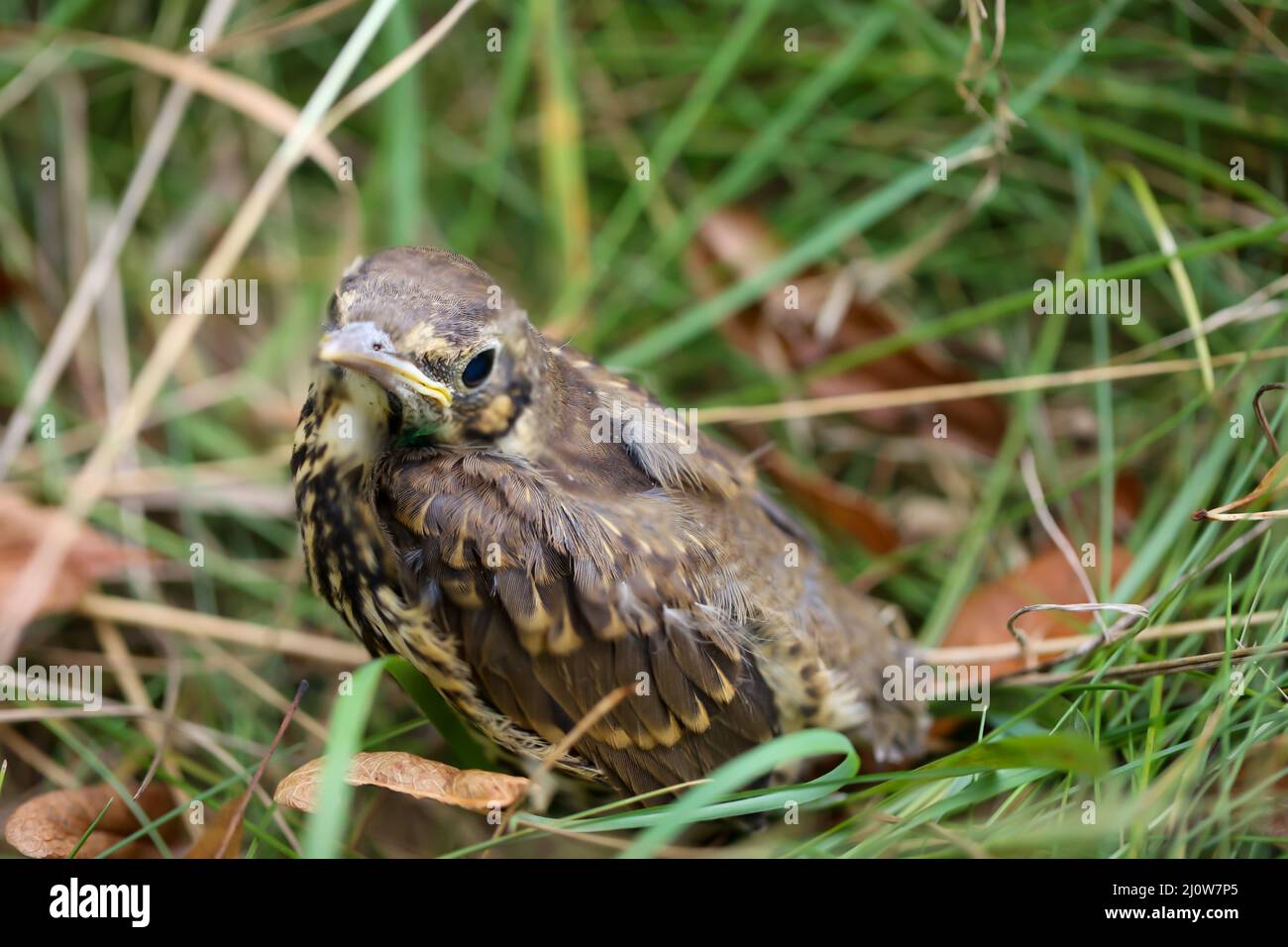Gros plan d'un jeune fledgling chanson throush, bébé chanson throush. Banque D'Images