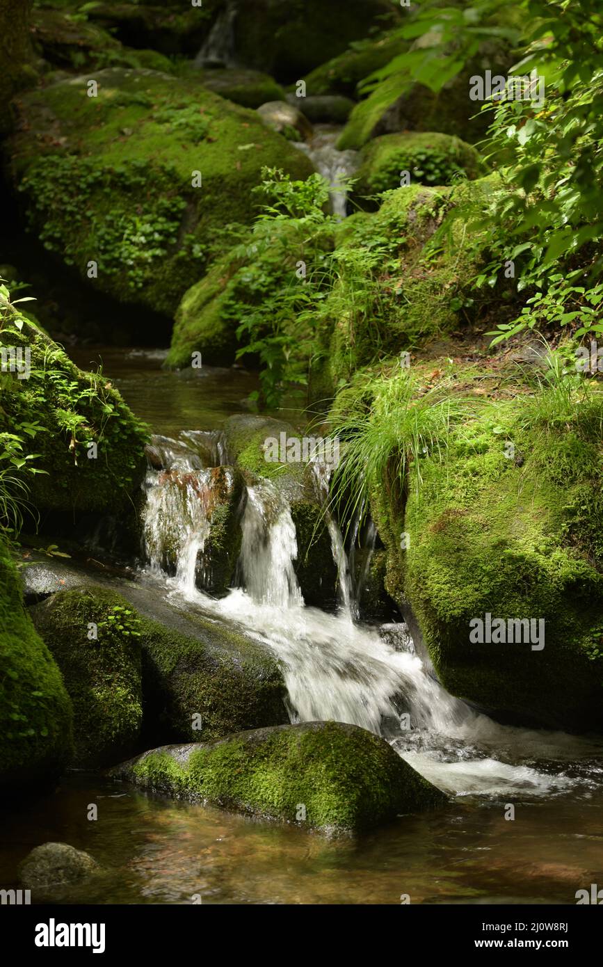 forêt profonde et chute d'eau avec mousse verte Banque D'Images