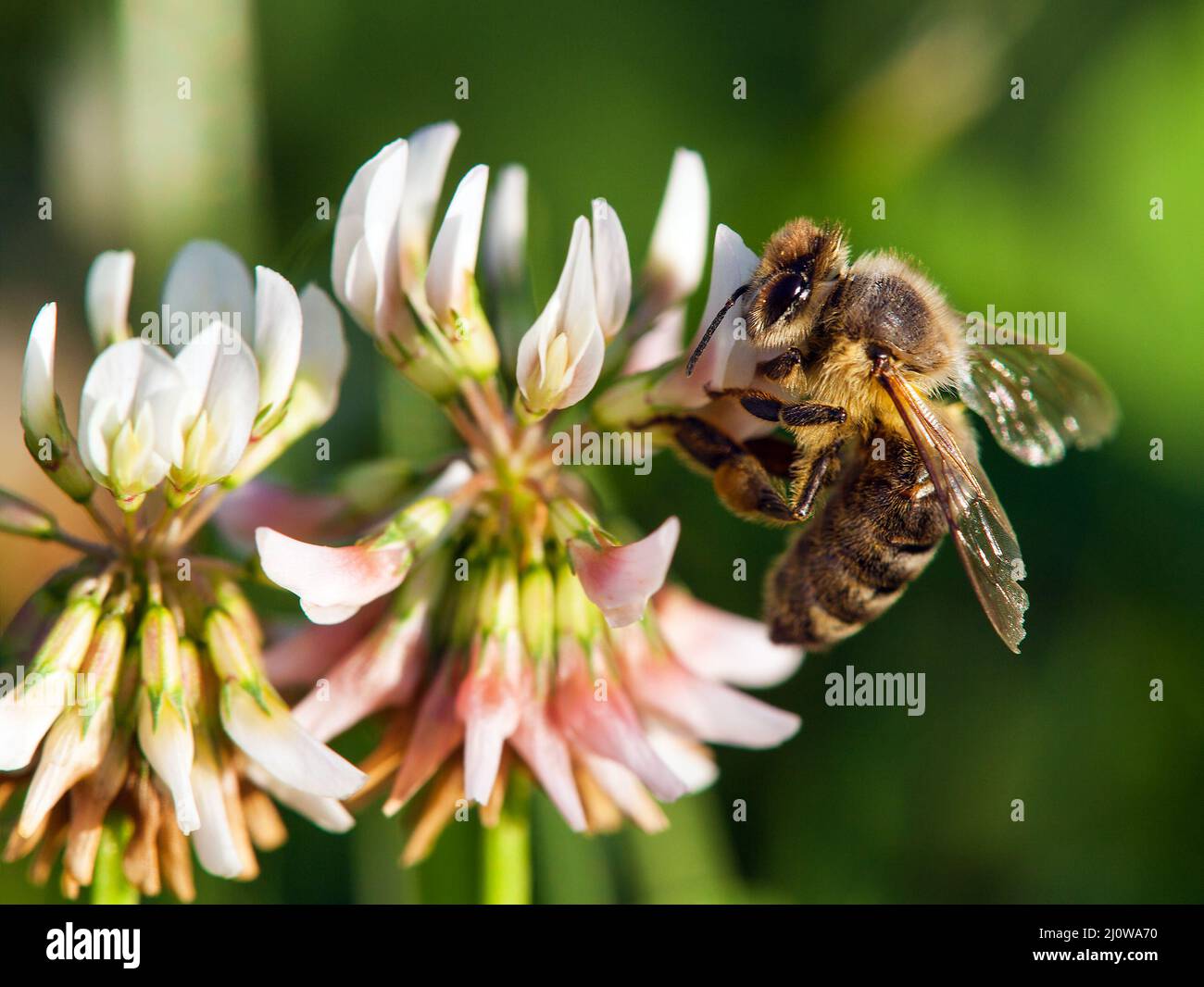 abeille ou abeille sur fleur de trèfle blanche, abeille est en latin apis mellifera, vue de printemps Banque D'Images