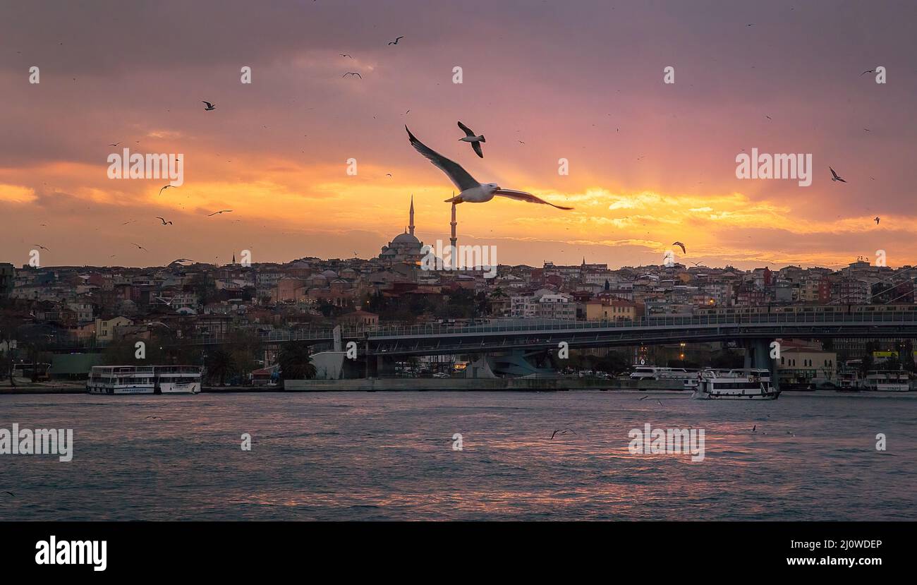 Coucher de soleil à Istanbul.Mouettes volant au crépuscule au-dessus du détroit du Bosphore Banque D'Images