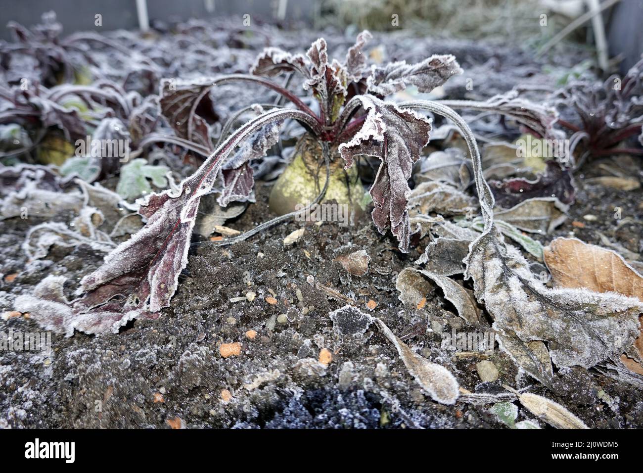 Betterave (Beta vulgaris subsp. Vulgaris), un vrai légume d'hiver Banque D'Images
