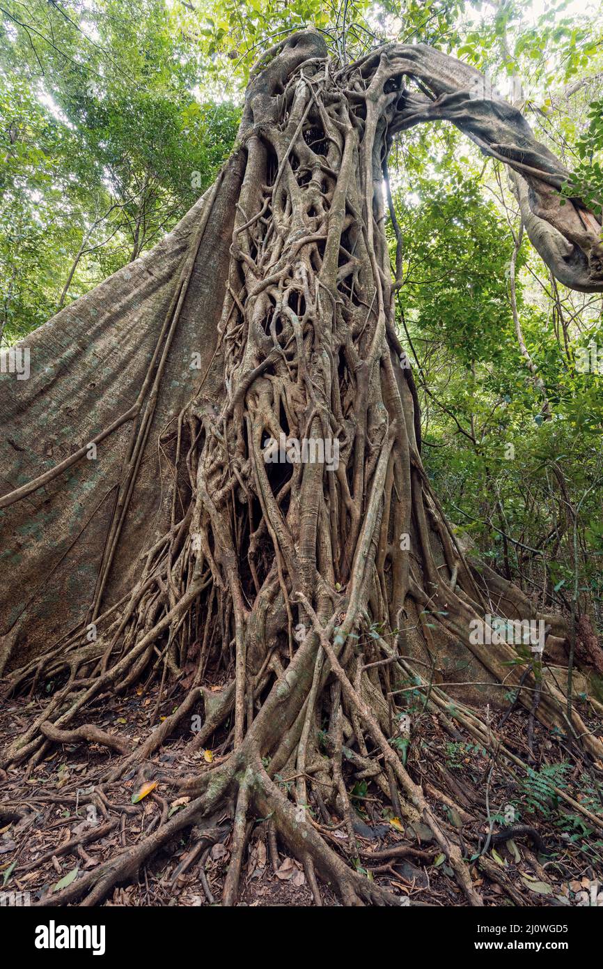 Arbre de figuier et troncs d'arbre enchevêtrés, Rincon de la Vieja, province, Costa Rica Banque D'Images