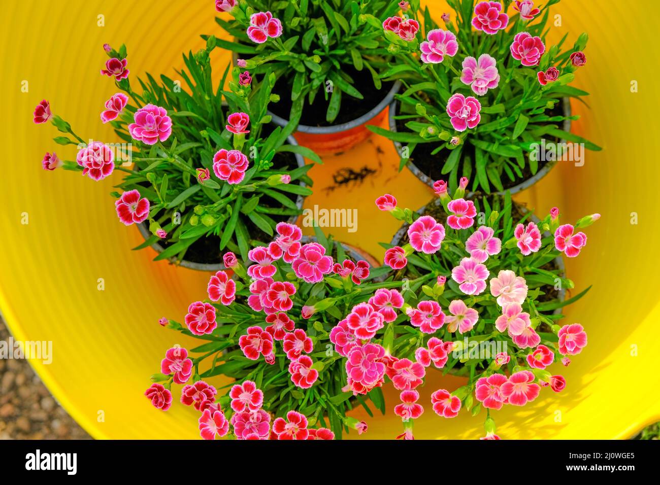 Géraniums roses fleurs dans un panier en silicone jaune. Géraniums en croissance dans le jardin. Floriculture et jardinage.fleurs de jardin.fleurs vivaces de printemps Banque D'Images