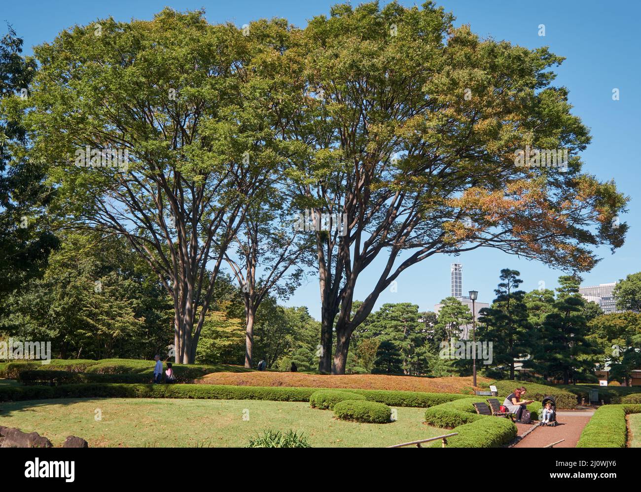 Le Honmaru O-shibafu (pelouse) dans les jardins est du palais impérial. Tokyo. Japon Banque D'Images