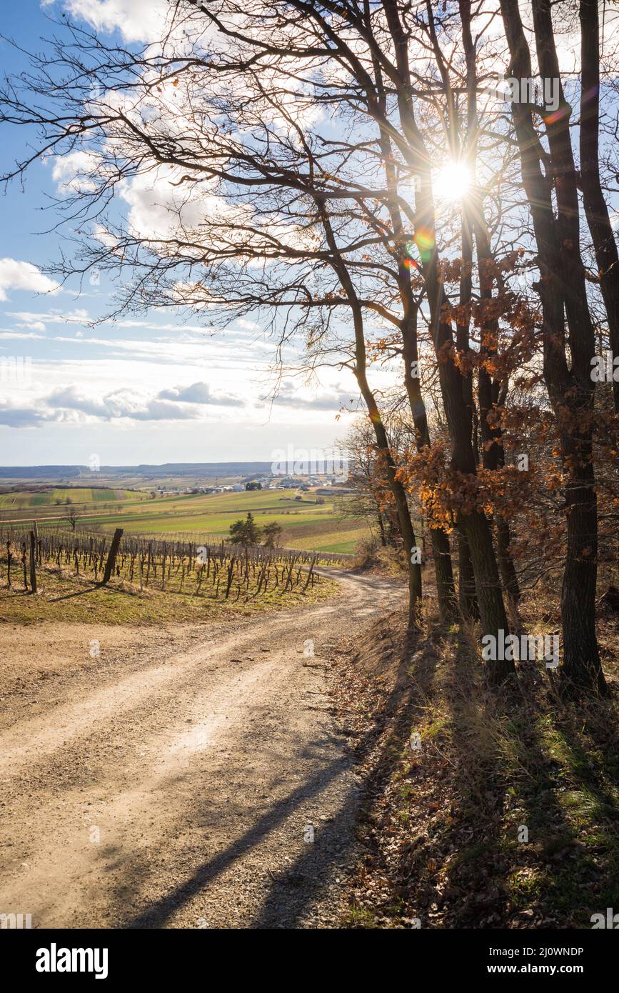 Vignoble ensoleillé en hiver à burgenland Banque D'Images
