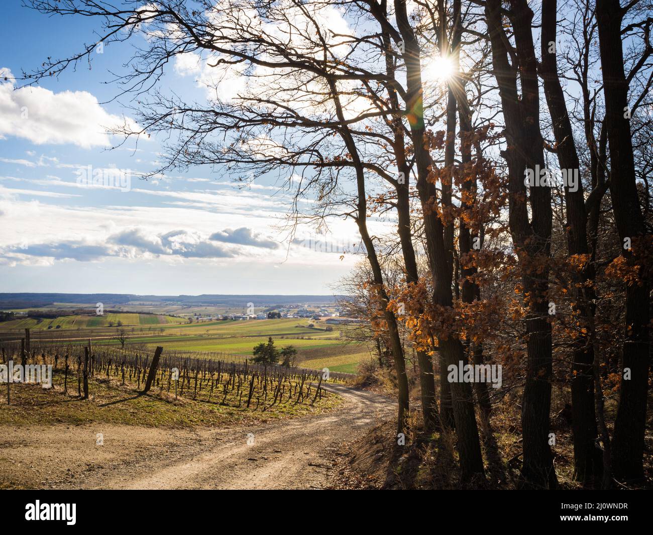 Vignoble ensoleillé en hiver à burgenland Banque D'Images