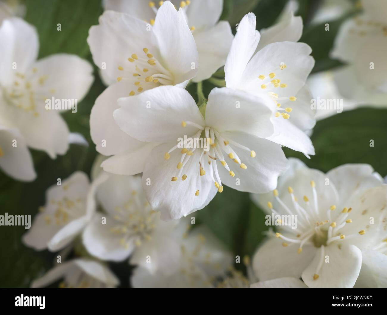 Belles fleurs blanches délicates sur une branche de jasmin Banque D'Images
