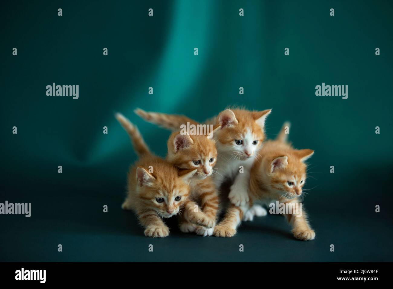 Quatre chatons marchent côte à côte - photo de stock Banque D'Images
