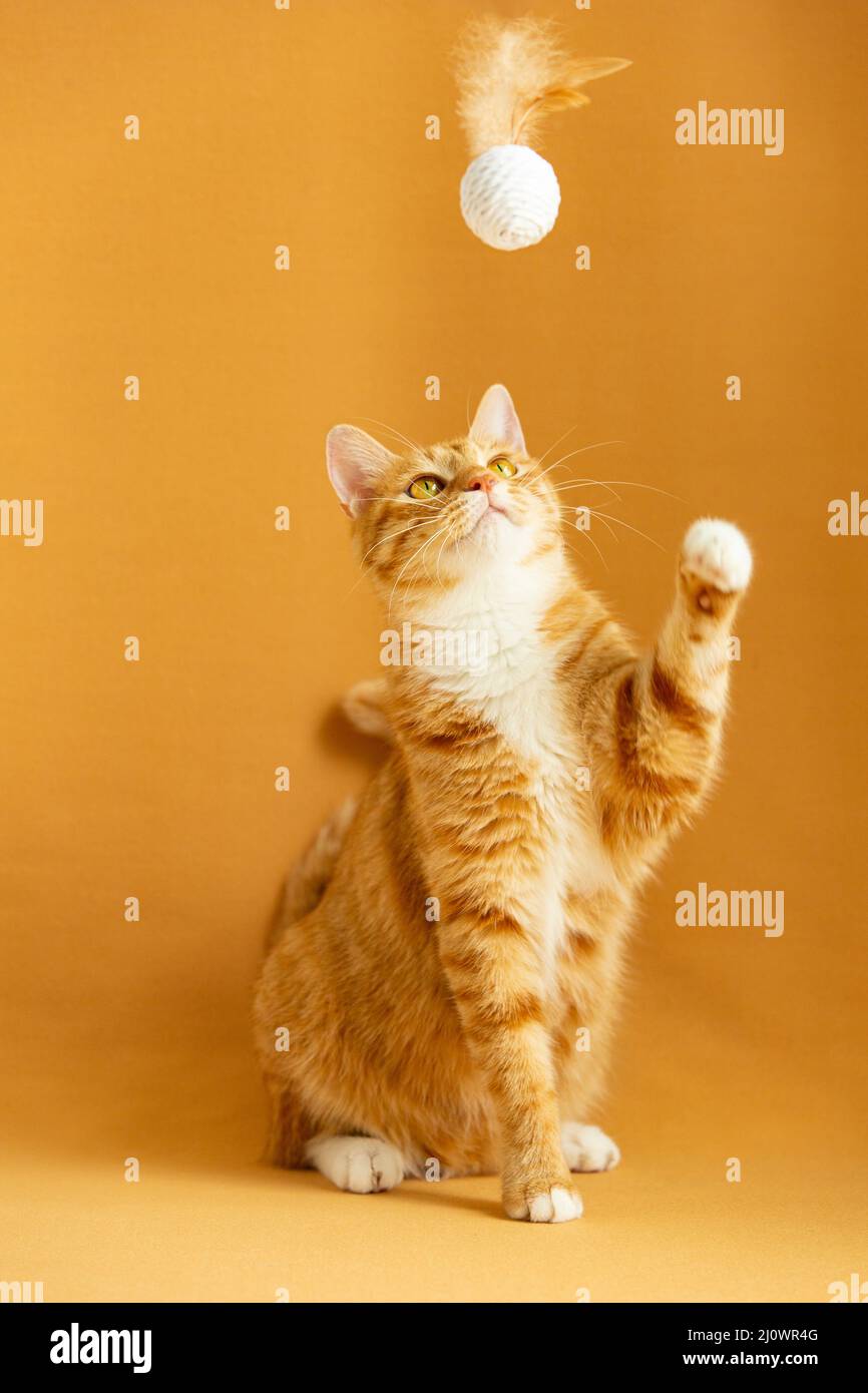 Un chat tabby de gingembre assis joue un ballon de jouet - photo de stock Banque D'Images