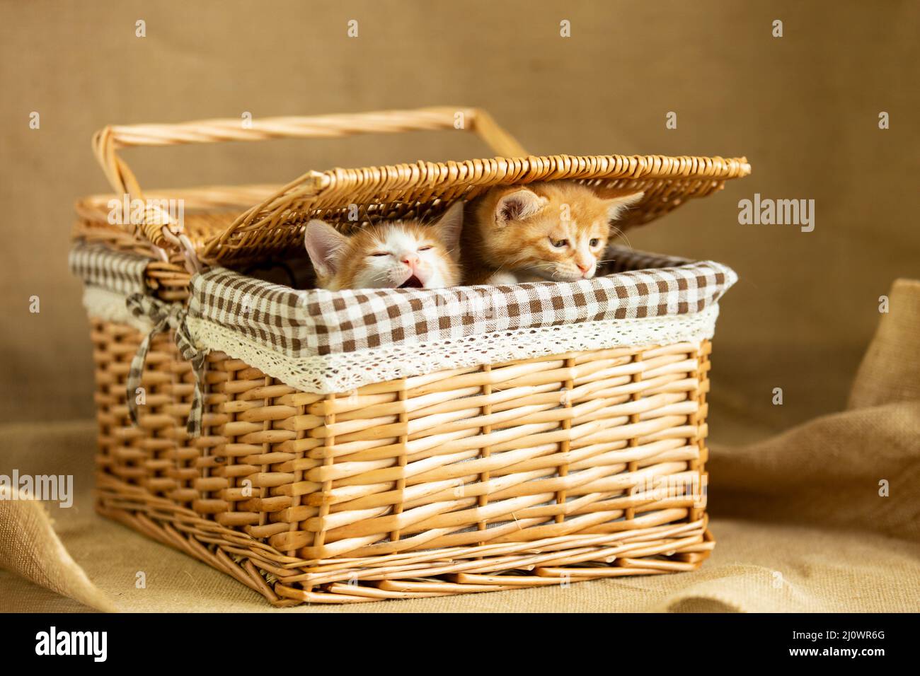 Deux chatons viennent de se réveiller dans le panier - photo de stock Banque D'Images