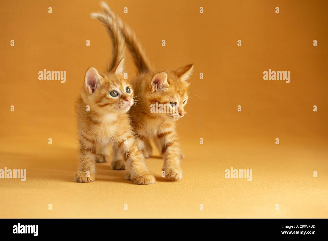 Deux chatons marchant côte à côte - photo de stock Banque D'Images