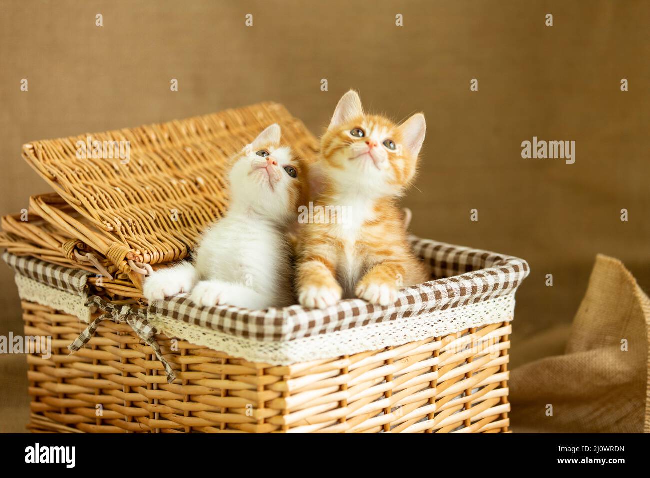 Deux chatons regardant dans un panier en rotin - photo de stock Banque D'Images