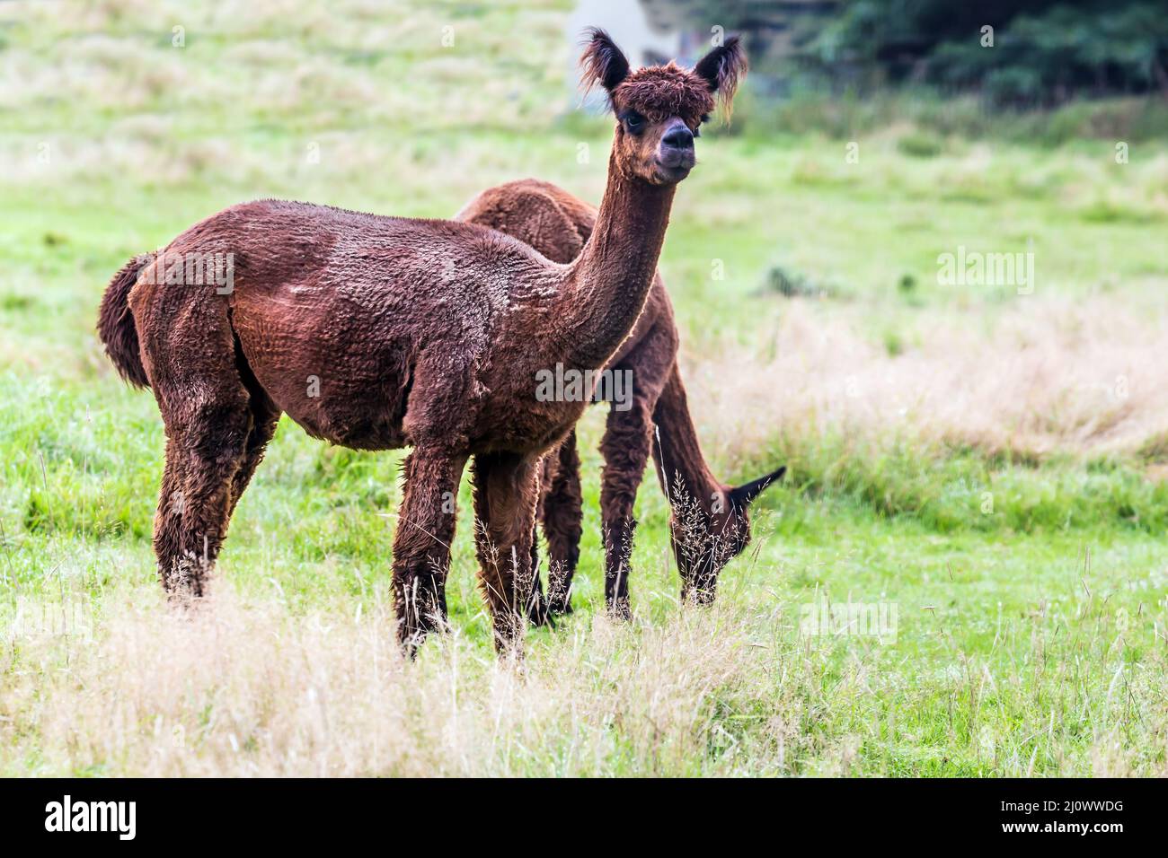 Paire de adorables lamans brunes Banque D'Images
