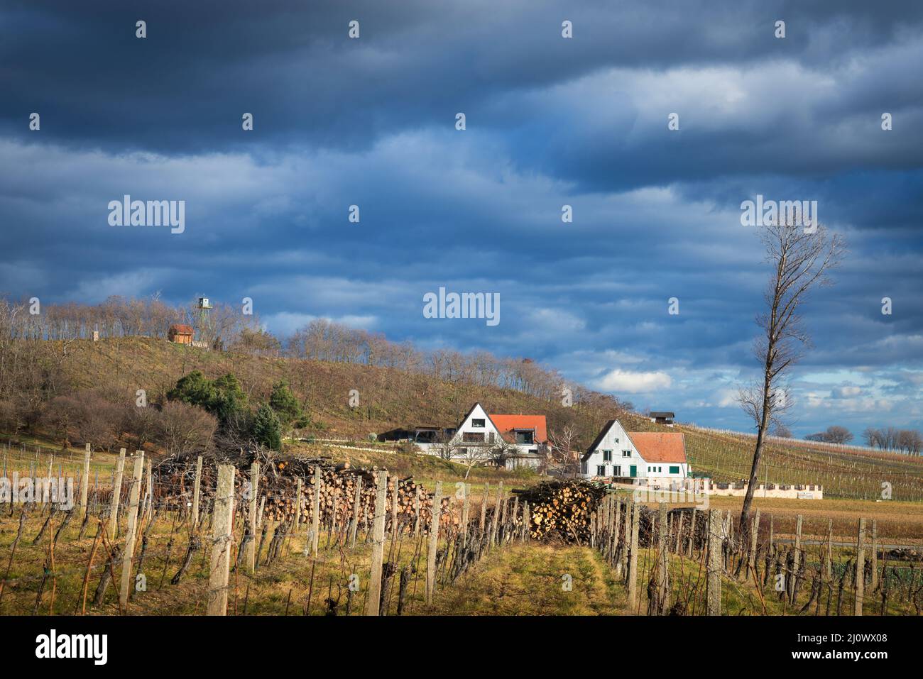 Vignobles sur les collines de Neckenmarkt Autriche en hiver Banque D'Images