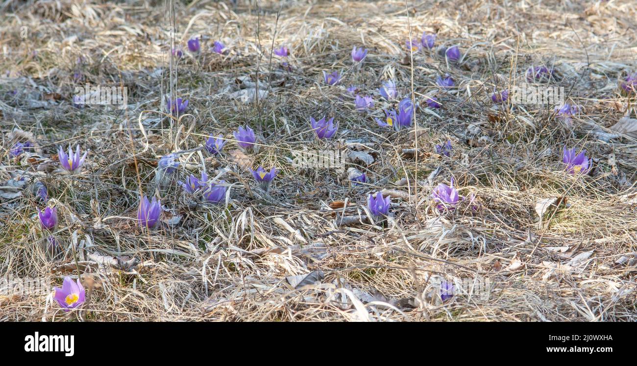 La plus grande fleur de Pasque fleurit sur la prairie. Pulsatilla grandis en pleine floraison au début du printemps. Banque D'Images