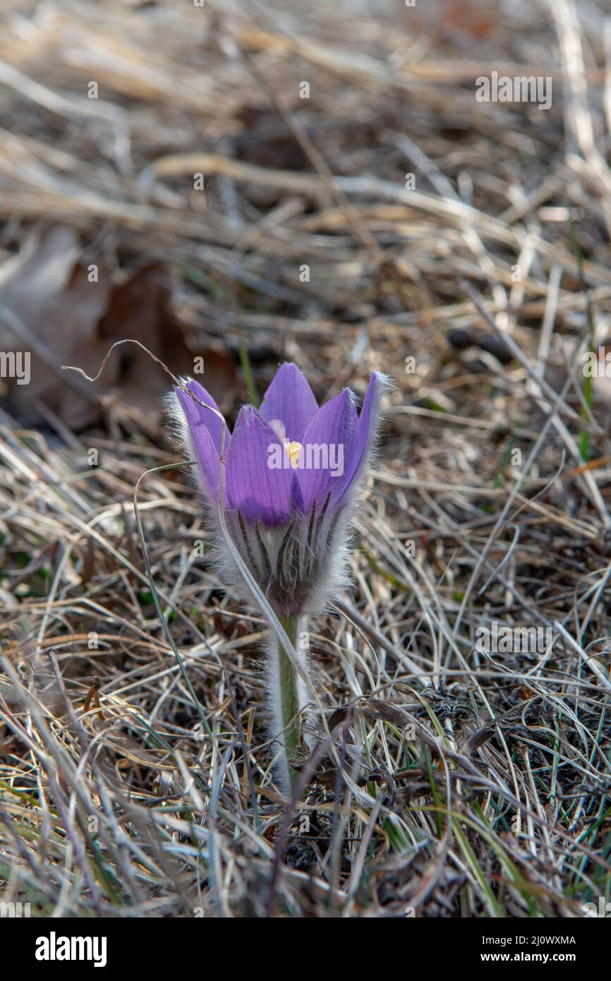 La plus grande fleur de Pasque fleurit sur la prairie. Pulsatilla grandis en pleine floraison au début du printemps. Banque D'Images