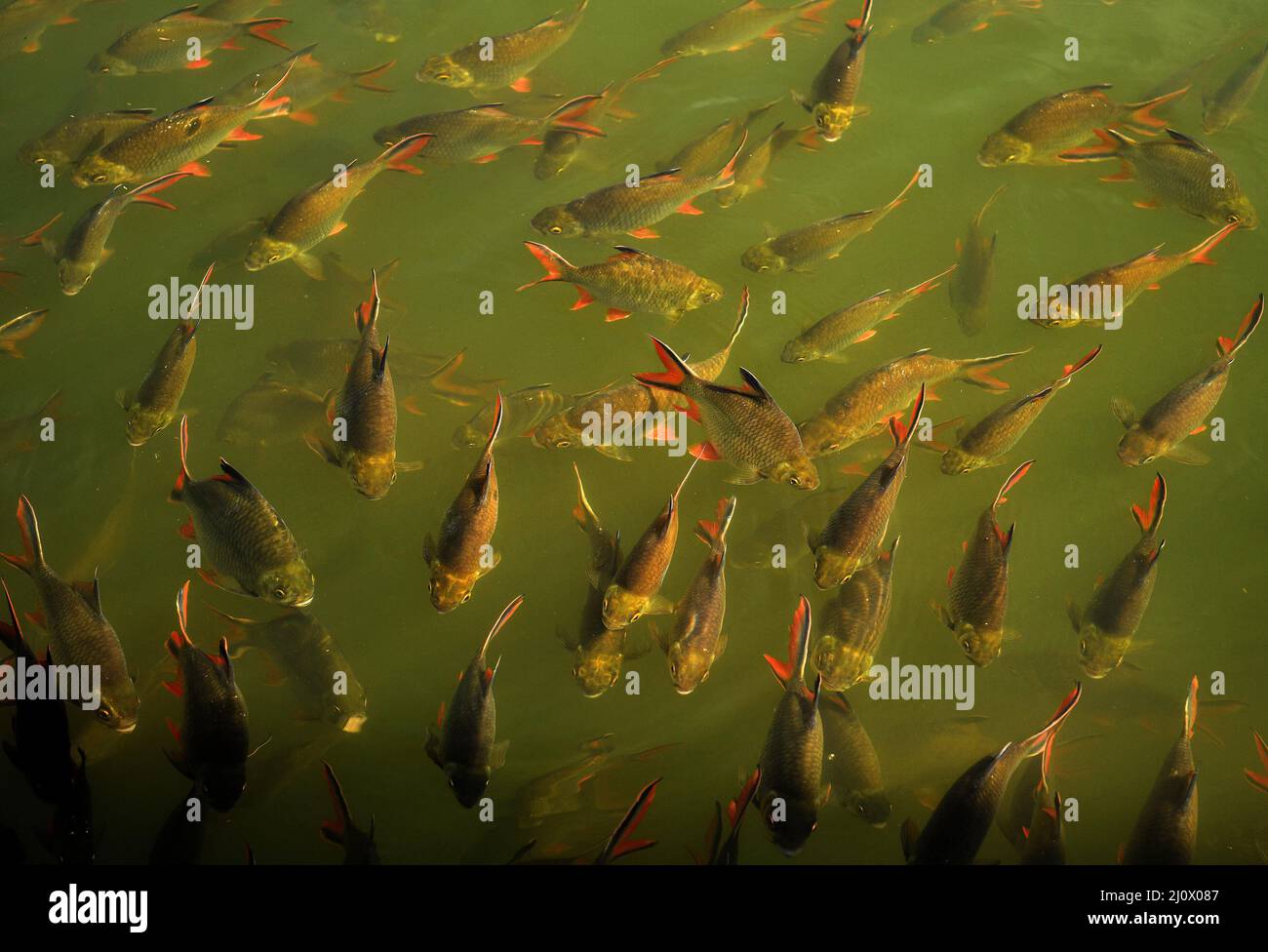 Kanchanaburi, Thaïlande. 21st févr. 2022. Vue sur les poissons d'eau douce sous le pont sur la rivière Kwai, situé à environ 140 km à l'ouest de la capitale, Bangkok. Construit par les Japonais pour créer un itinéraire entre la Thaïlande et le Myanmar connu sous le nom de chemin de fer de la mort. Plus de 60 000 prisonniers alliés ont construit le pont pendant l'occupation japonaise de la Thaïlande, 13,000 prisonniers ont péri pendant la construction. Achevée en octobre 1943, la ligne ferroviaire relie Bangkok à la principale ligne sud de la Thaïlande. (Image de crédit : © Paul Lakatos/SOPA Images via ZUMA Press Wire) Banque D'Images