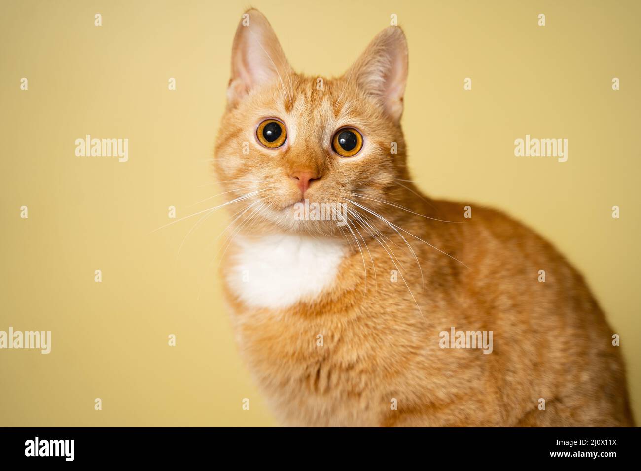 Joli petit chat de tabby de gingembre sur fond jaune. Un ami doux rouge. Animal domestique mignon. Animaux et animaux de compagnie. Un chat rouge adulte est assis Banque D'Images