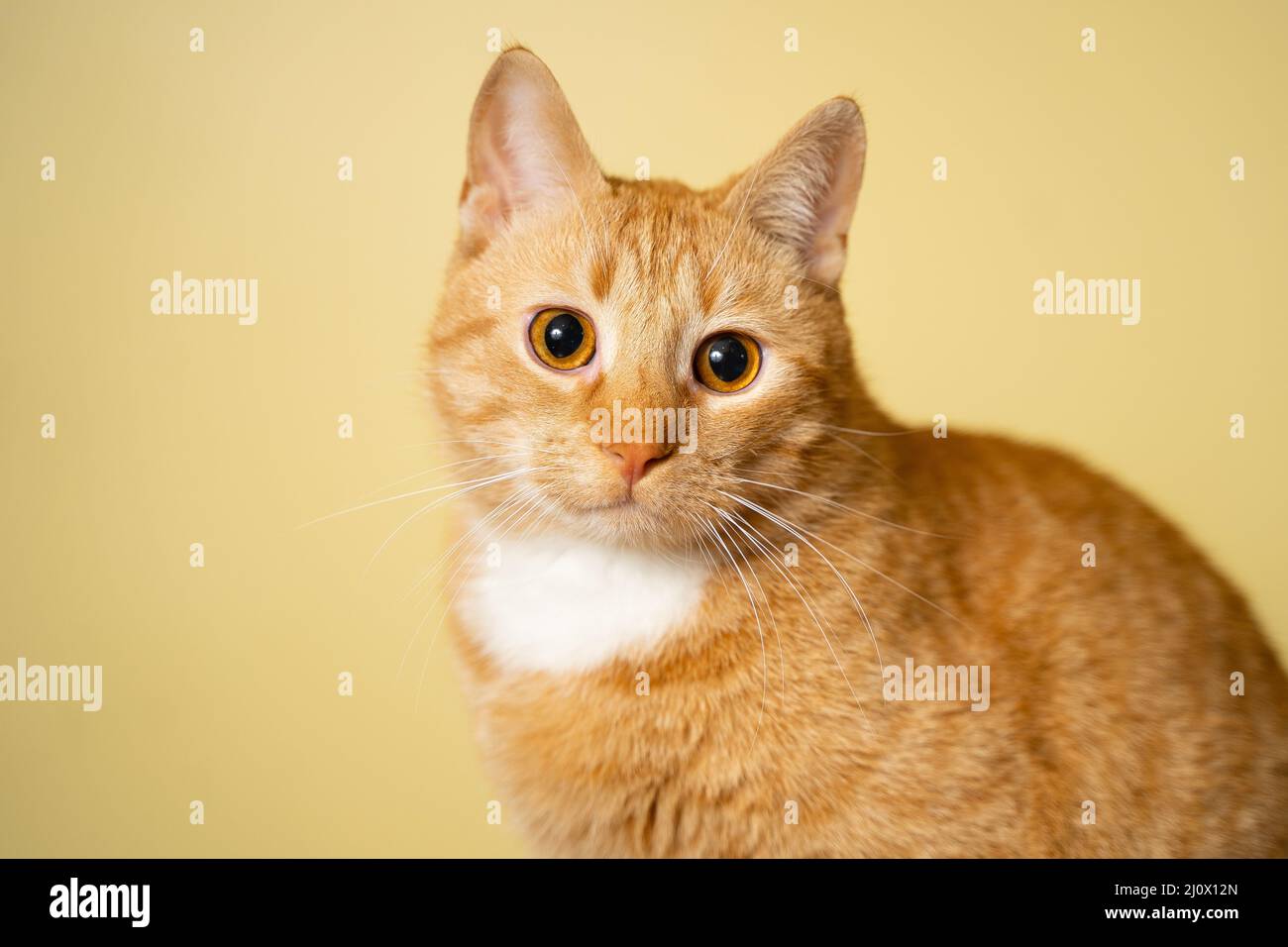 Joli petit chat de tabby de gingembre sur fond jaune. Un ami doux rouge. Animal domestique mignon. Animaux et animaux de compagnie. Un chat rouge adulte est assis Banque D'Images