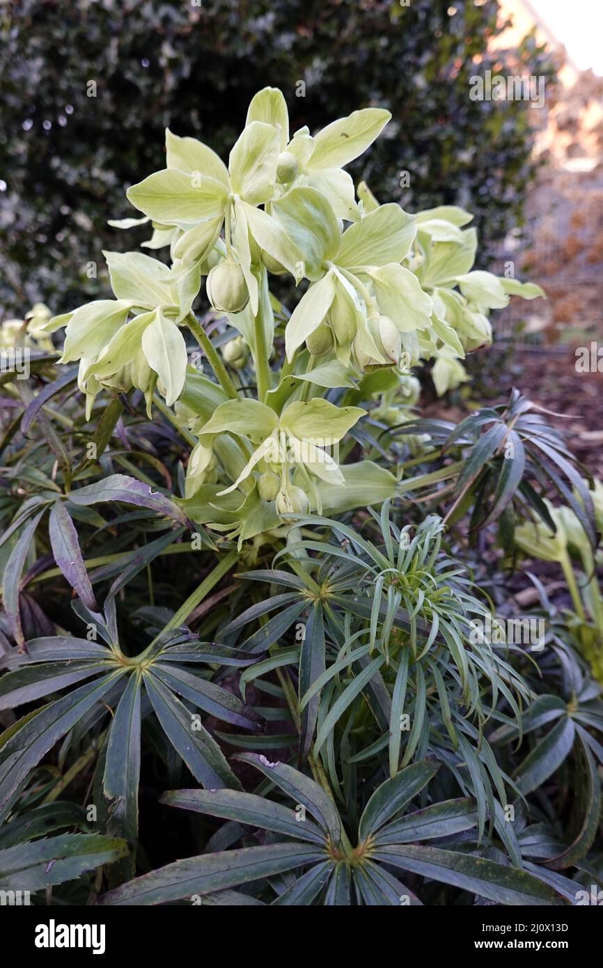 Hellébore de sticlage (Helleborus foetidus) - plante à fleurs Banque D'Images