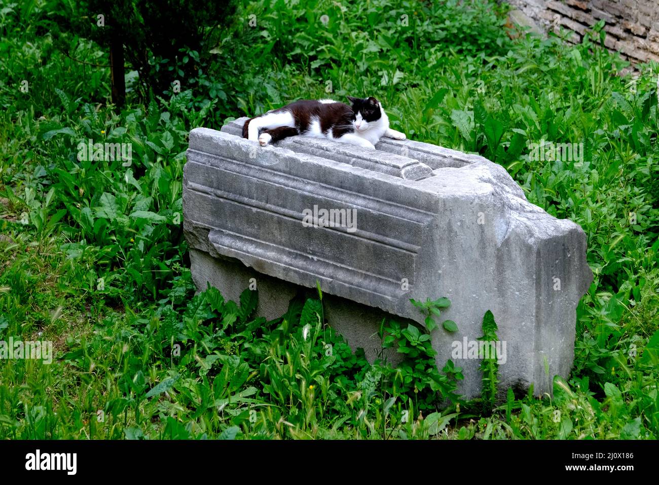 Chat sur un pilier tombé à Torre di Argentine à Rome Italie Banque D'Images