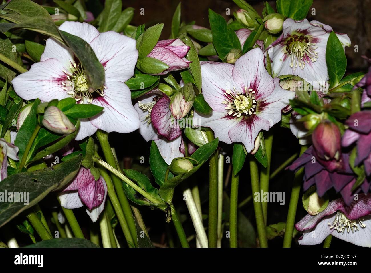 Hellebore (Helleborus sp.), également connu sous le nom de roses de Noël, roses de neige ou roses de lentille Banque D'Images